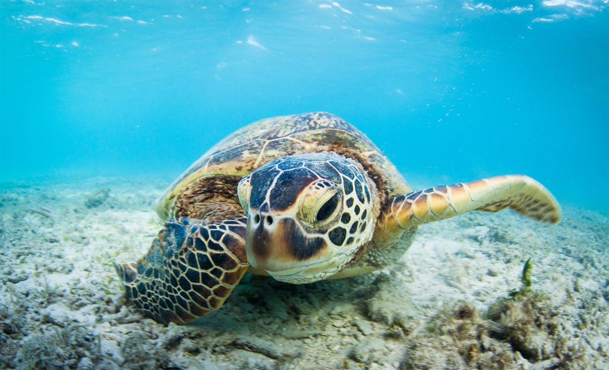 A green sea turtle swimming over a reef