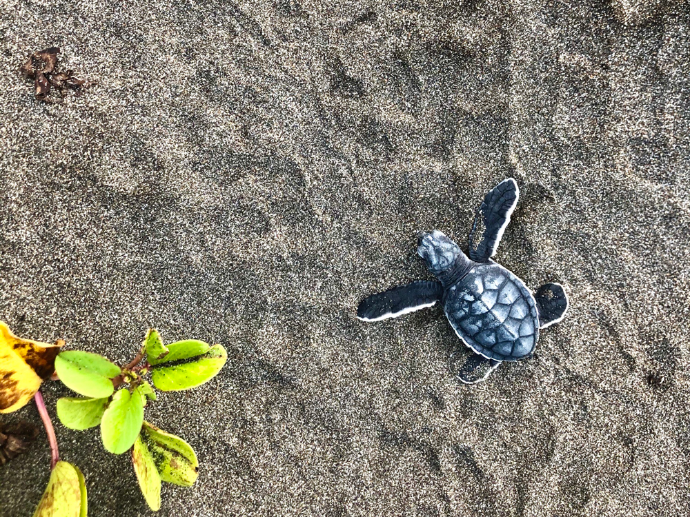 photo-courtesy-of-sea-turtle-conservancy Photo courtesy of Sea Turtle Conservancy