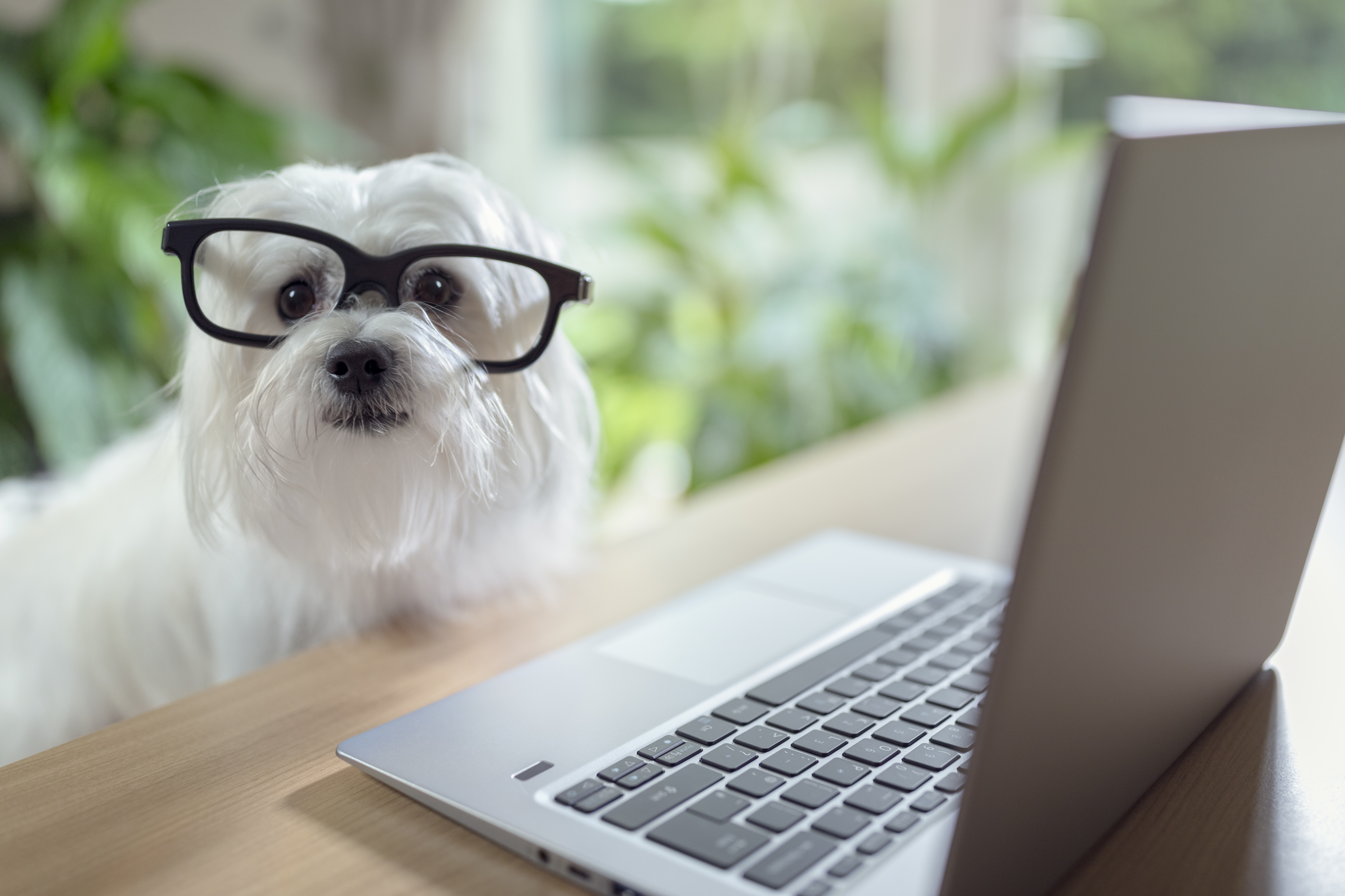 Accountant dog says NaVetor helps you be more profitable
