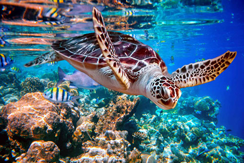 Sea turtles